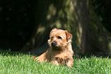 NORFOLK TERRIER 039